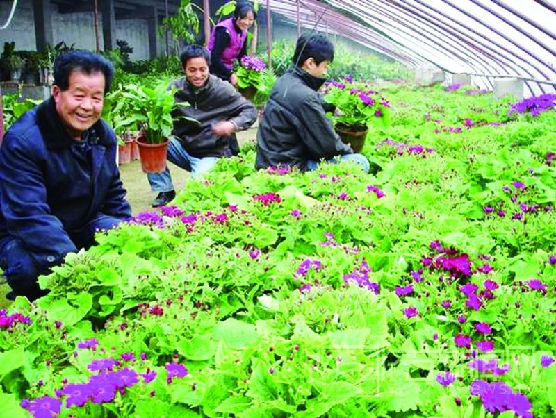 温室大棚:现代农业的绿色革命